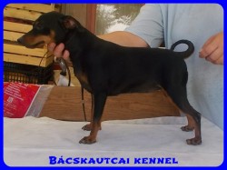 Bcskautcai Ulrika