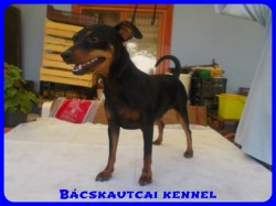 Bcskautcai Ulrika
