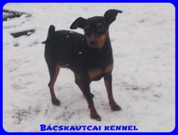 Bcskautcai Ulrika