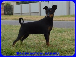 Bcskautcai Ulrika
