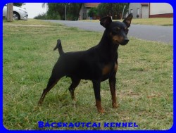 Bcskautcai Ulrika