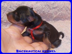 Bcskautcai Uma