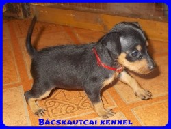 Bcskautcai Uma