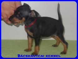 Bcskautcai Uma