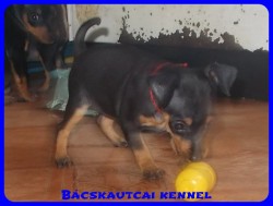 Bcskautcai Uma