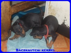 Bcskautcai Uma