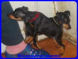 Bcskautcai Uma