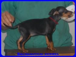 Bcskautcai Uma