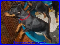 Bcskautcai Uma