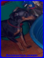Bcskautcai Uma