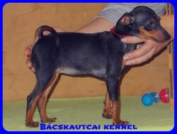 Bcskautcai Uma