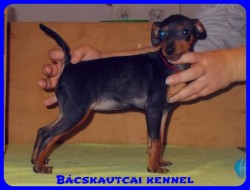 Bcskautcai Uma