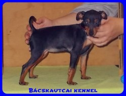Bcskautcai Uma