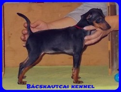 Bcskautcai Uma