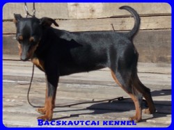 Bcskautcai Uma