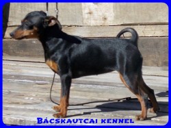 Bcskautcai Uma