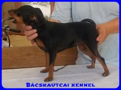 Bcskautcai Uma