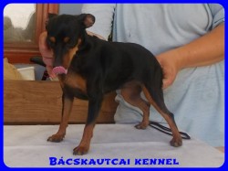 Bcskautcai Uma