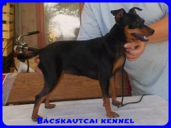Bcskautcai Uma