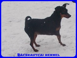 Bcskautcai Uma