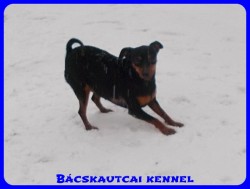 Bcskautcai Uma