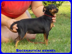 Bcskautcai Uma