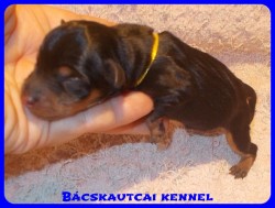 Bcskautcai Uschi