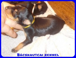 Bcskautcai Uschi