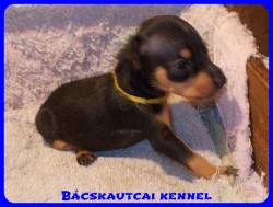 Bcskautcai Uschi