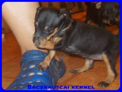 Bcskautcai Uschi