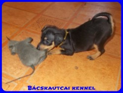 Bcskautcai Uschi