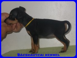Bcskautcai Uschi