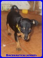 Bcskautcai Uschi
