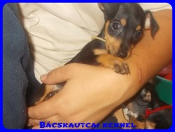 Bcskautcai Uschi