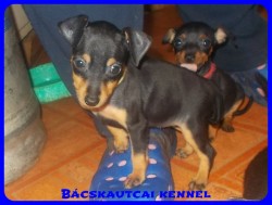 Bcskautcai Uschi