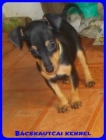 Bcskautcai Uschi