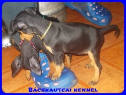 Bcskautcai Uschi