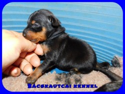 Bcskautcai Ugo