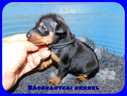 Bcskautcai Ugo