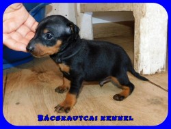 Bcskautcai Ugo
