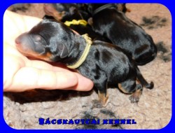 Bcskautcai Upor