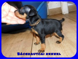 Bcskautcai Upor