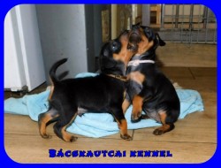 Bcskautcai Upor