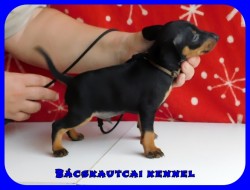 Bcskautcai Upor