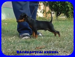 Bcskautcai Upor