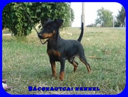 Bcskautcai Upor