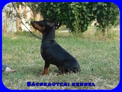 Bcskautcai Upor
