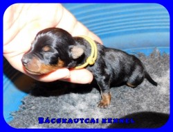 Bcskautcai Ursa