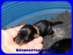 Bcskautcai Ursa