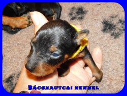 Bcskautcai Ursa